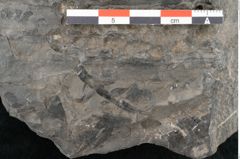 Foto (Detailansicht) von Zamiostrobus lunzensis Ettingshausen (NHMW-GEO-2024-0188-10602)